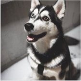WallClassics - Poster Glanzend – Lieve Hond met Maan Oog - 80x80 cm Foto op Posterpapier met Glanzende Afwerking