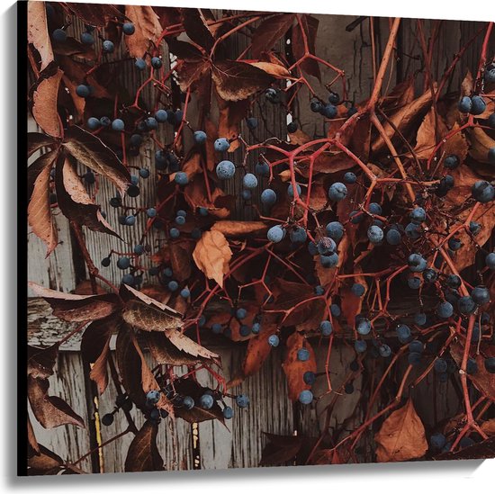 WallClassics - Canvas  - Bruine Plant met Bessen aan de Schutting - 100x100 cm Foto op Canvas Schilderij (Wanddecoratie op Canvas)