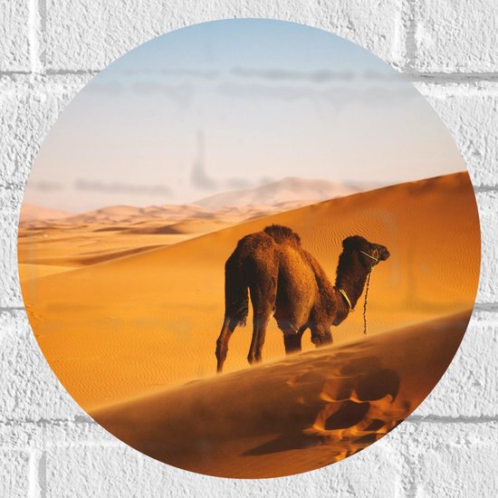 WallClassics - Muursticker Cirkel - Dromedaris Alleen in Woestijn - 30x30 cm Foto op Muursticker