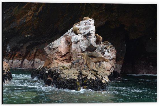 WallClassics - Dibond - Zeehonden op een Rots in het Water - 60x40 cm Foto op Aluminium (Met Ophangsysteem)