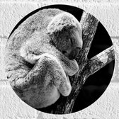 WallClassics - Muursticker Cercle - Photo Zwart et Wit de Koala endormi - 20x20 cm Photo sur Muursticker