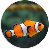 WallClassics - PVC Schuimplaat Muurcirkel - Zwemmende Nemo - 70x70 cm Foto op Muurcirkel (met ophangsysteem)