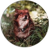 WallClassics - Dibond Muurcirkel - Bruin met Witte Hond in het Gras - 70x70 cm Foto op Aluminium Muurcirkel (met ophangsysteem)