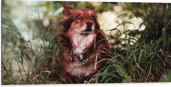 WallClassics - Dibond - Bruin met Witte Hond in het Gras - 100x50 cm Foto op Aluminium (Wanddecoratie van metaal)