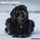Newfoundlands Kalender 2023
