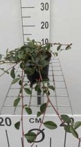 6 x  Cotoneaster dammeri - DWERGMISPEL - pot 9 x 9 cm