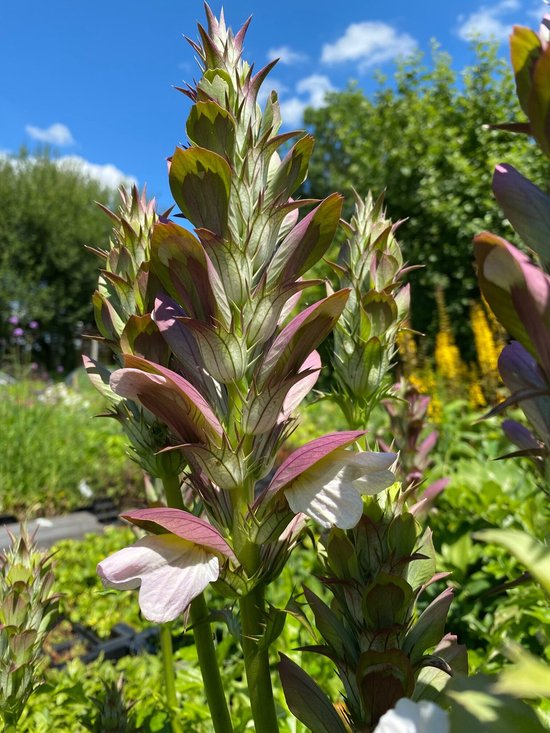 6 x Acanthus mollis 'Rue Ledan' - Stekelige berenklauw - P9 Pot (9 x