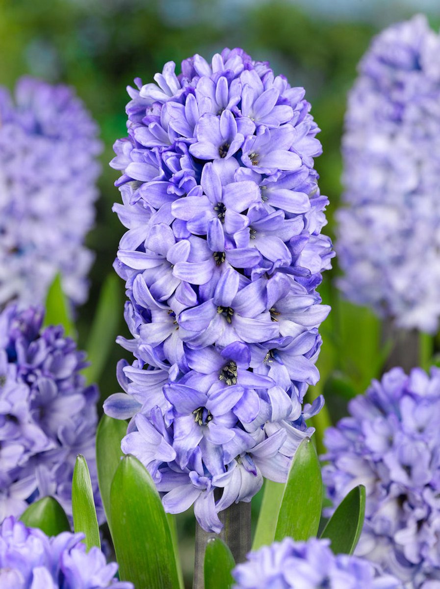 100x Hyacinten 'Blue star' - BULBi® Bloembollen met bloeigarantie
