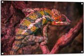 WallClassics - Tuinposter – Kameleon op een Rood / Bruine Boom - 105x70 cm Foto op Tuinposter  (wanddecoratie voor buiten en binnen)