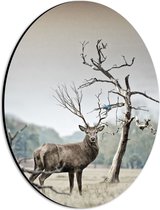 WallClassics - Dibond Ovaal - Hert met Groot Gewei - 21x28 cm Foto op Ovaal (Met Ophangsysteem)