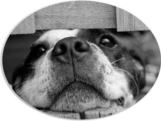WallClassics - PVC Schuimplaat Ovaal - Nieuwsgierige Hond Zwart / Wit - 68x51 cm Foto op Ovaal  (Met Ophangsysteem)