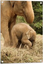 WallClassics - Tuinposter – Mama Olifant met Baby Olifantje - 50x75 cm Foto op Tuinposter  (wanddecoratie voor buiten en binnen)