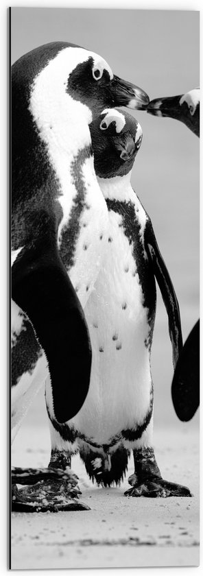 WallClassics - Dibond - Spelende Pinguïns Zwart / Wit - 30x90 cm Foto op Aluminium (Wanddecoratie van metaal)