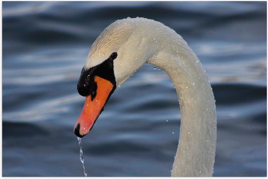 WallClassics - Poster (Matte) - Cygne mouillé dans l' Water - 60x40 cm Photo sur Papier Poster d'aspect Mat