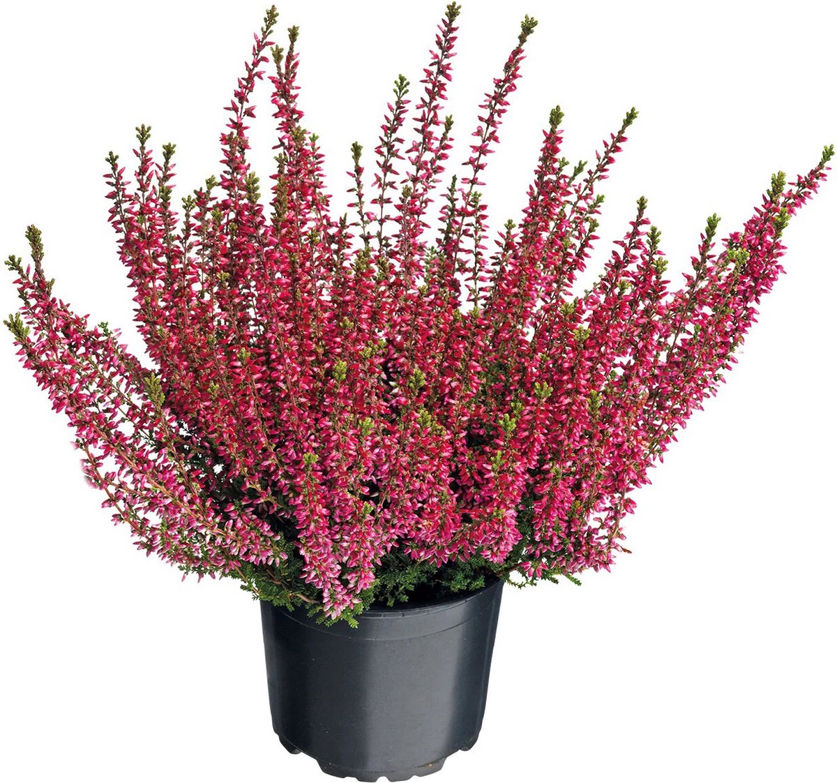 Erica darleyensis heideplant rode winterheide winterhard