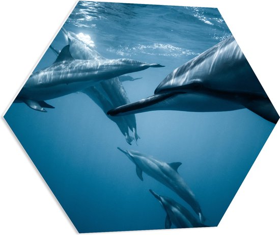 WallClassics - PVC Schuimplaat Hexagon  - Groep Dolfijnen in de Zee - 70x60.9 cm Foto op Hexagon (Met Ophangsysteem)