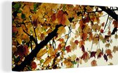 Canvas Schilderij Bomen - Herfstbladeren - Natuur - 80x40 cm - Wanddecoratie