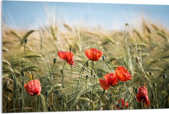 WallClassics - Acrylglas - Rode Klaprozen in het Gras - 120x80 cm Foto op Acrylglas (Met Ophangsysteem)