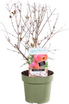 Plant in a Box - Punica granatum 'Early' - Granaatappelboom - fruitboom met oranje/rode bloemen - Granaatappel - Potmaat 21cm - Hoogte 70-80cm