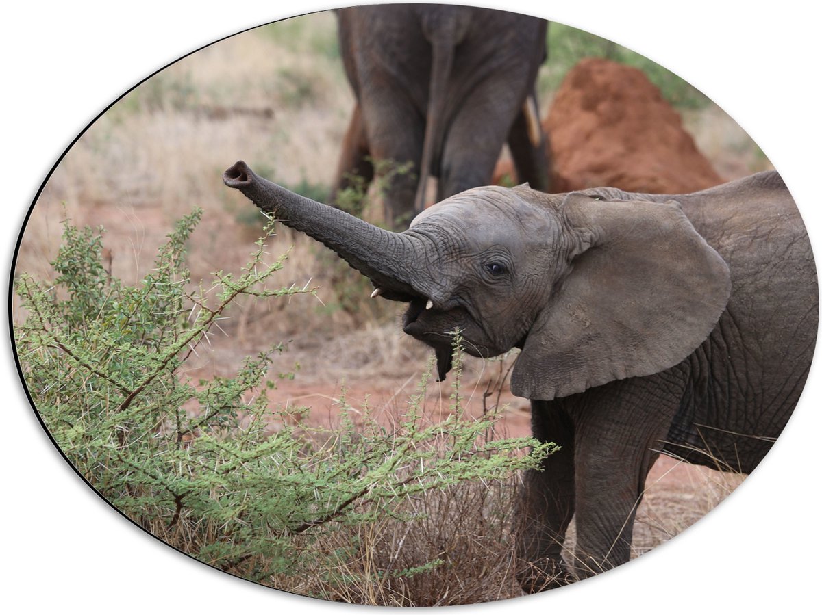 Dibond Ovaal - Baby Olifantje Spelend bij een Struik - 56x42 cm Foto op Ovaal (Met Ophangsysteem)