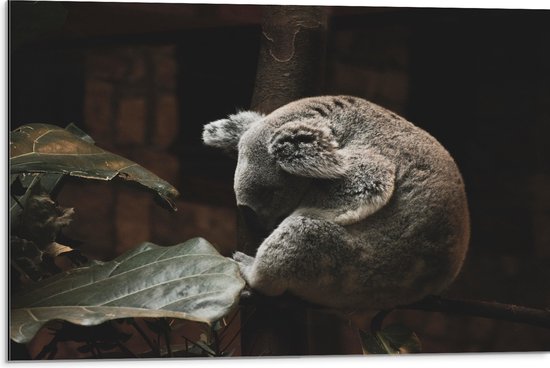 WallClassics - Dibond - Slapende Koala - 75x50 cm Foto op Aluminium (Wanddecoratie van metaal)