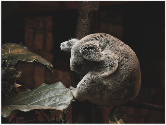 WallClassics - Poster Glossy – Koala Endormi - 100x75 cm Photo sur Papier Poster avec Finition Brillante