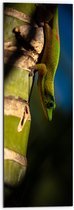 WallClassics - Dibond - Hagedis op een Bamboe Boom - 30x90 cm Foto op Aluminium (Met Ophangsysteem)