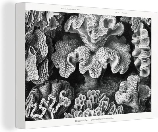 Canvas - Koraal - Zwart-Wit - Oude meesters - Wanddecoratie - Ernst Haeckel - Canvas schilderij - Canvas schildersdoek - Schilderijen woonkamer - 90x60 cm