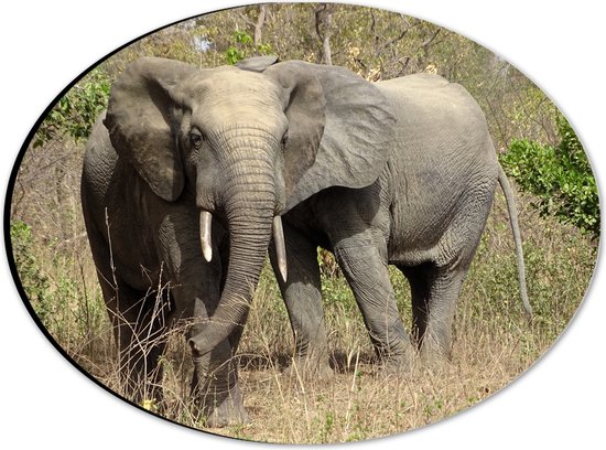 WallClassics - Dibond Ovaal - Afrikaanse Olifant in het Wild - 28x21 cm Foto op Ovaal (Met Ophangsysteem)