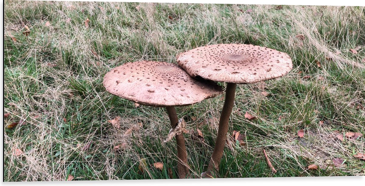 Dibond - Twee Grote Parasolzwam Paddenstoelen - 100x50 cm Foto op Aluminium (Wanddecoratie
