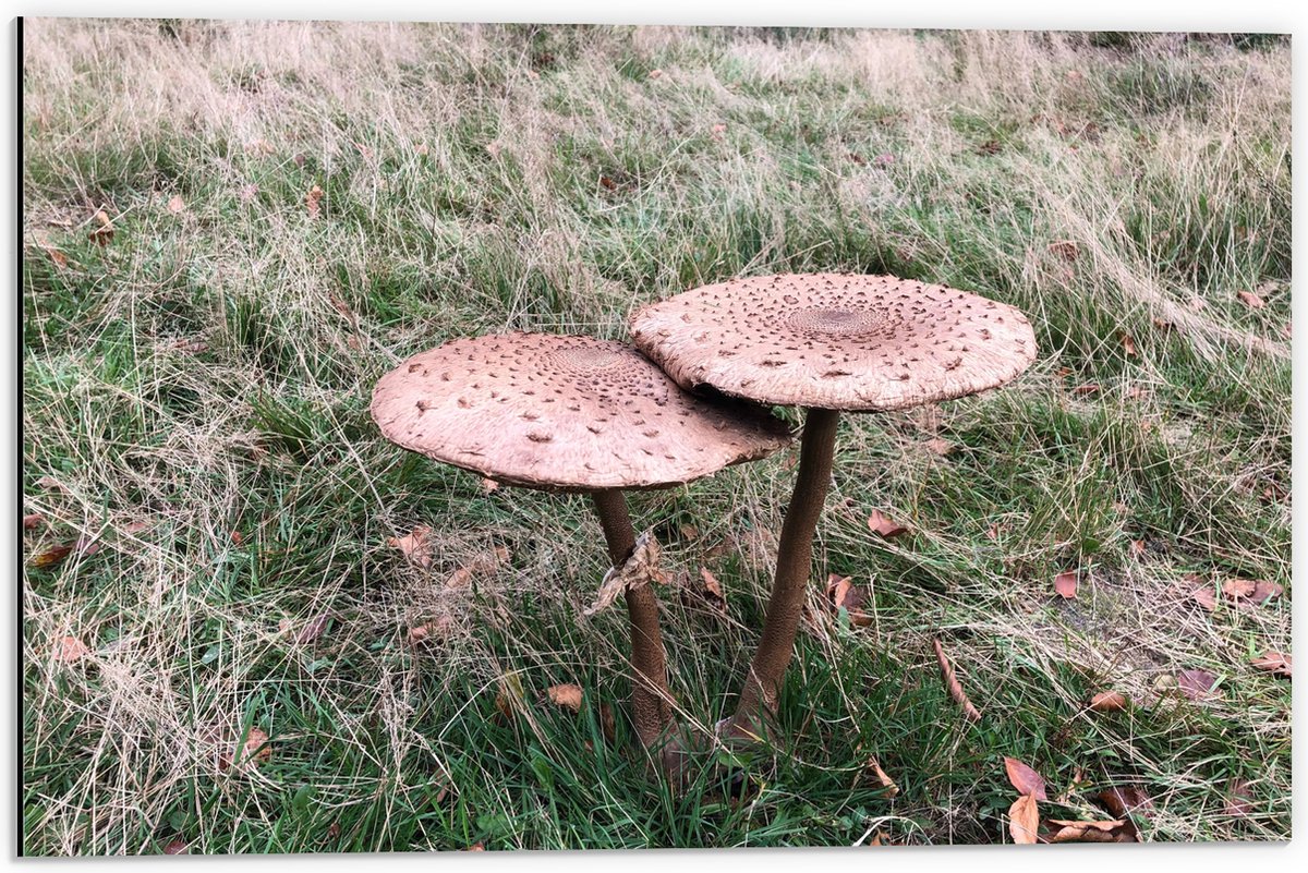 Dibond - Twee Grote Parasolzwam Paddenstoelen - 60x40 cm Foto op Aluminium (Met Ophangsyst