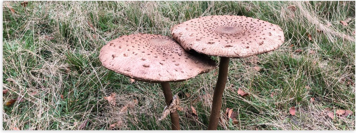 Poster (Mat) - Twee Grote Parasolzwam Paddenstoelen - 90x30 cm Foto op Posterpapier met ee