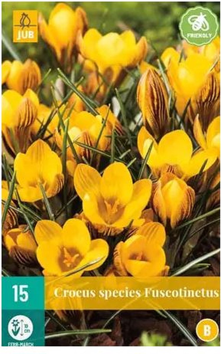 X 15 Crocus Fuscotinctus