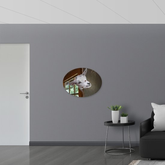 WallClassics - Dibond Ovale - Chèvre Wit à Pois Marrons - Photo 80x60 cm sur Ovale (Avec Système d'accrochage)