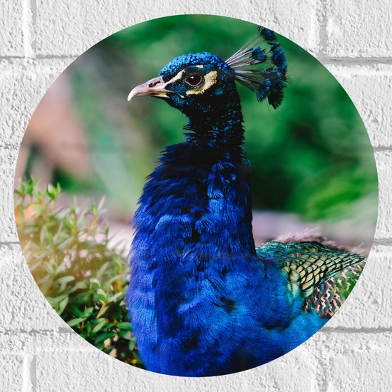 Blauwe Pauw muurcirkel | voor klein en groot Blauwe Pauw muurcirkel | voor klein en groot