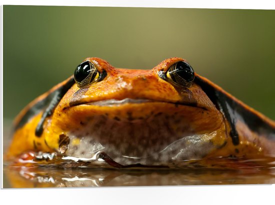 WallClassics - PVC Schuimplaat - Oranje Kikker in het Water - 75x50 cm Foto op PVC Schuimplaat (Met Ophangsysteem)