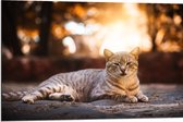 WallClassics - Dibond - Chat paresseux - 90x60 cm Photo sur aluminium (Décoration murale en métal)