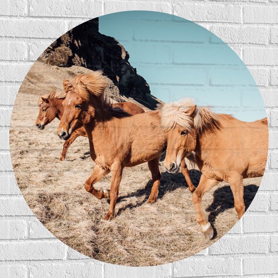 WallClassics - Muursticker Cirkel - Kudde IJslanders Pony's - 90x90 cm Foto op Muursticker