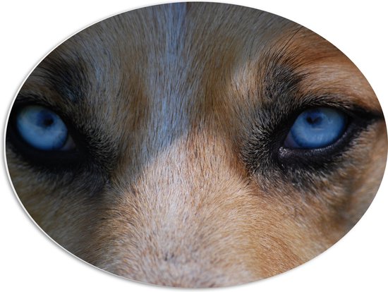 WallClassics - PVC Schuimplaat Ovaal - Blauwe Ogen van een Hond - 68x51 cm Foto op Ovaal  (Met Ophangsysteem)