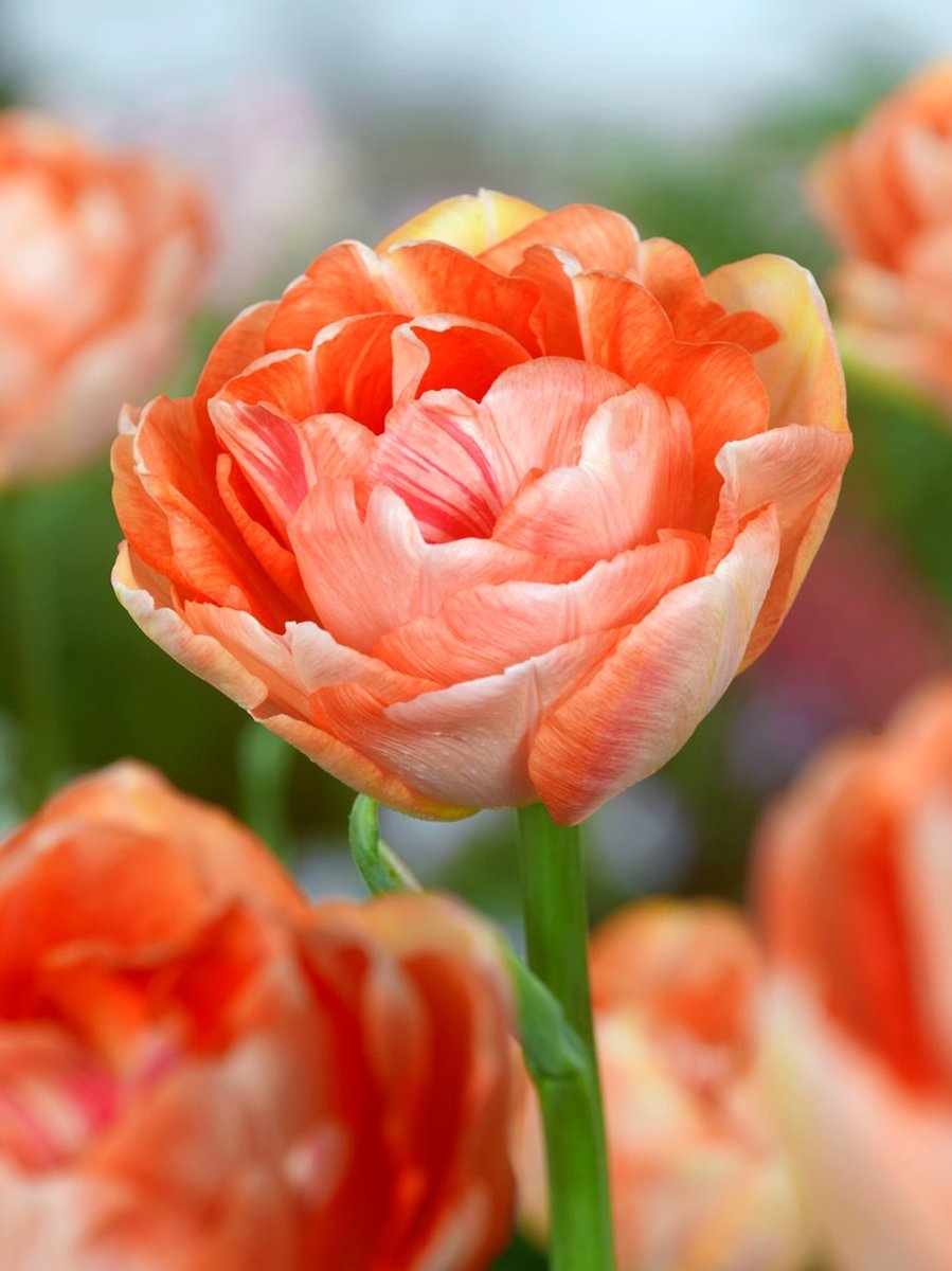 100x Tulpen 'Charming lady' - BULBi® Bloembollen met bloeigarantie