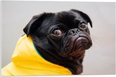WallClassics - Acrylglas - Zwarte Hond met Gele Jas - 75x50 cm Foto op Acrylglas (Met Ophangsysteem)