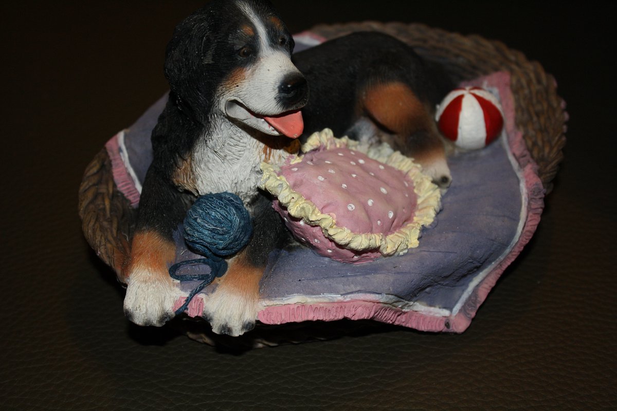 beeld Berner Sennehond