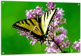 WallClassics - Tuinposter – Geel met Zwarte Vlinder op Roze Bloem - 120x80 cm Foto op Tuinposter  (wanddecoratie voor buiten en binnen)