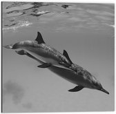 WallClassics - Dibond - Dauphins sous Water Zwart / Wit - 50x50 cm Photo sur aluminium (Décoration murale en métal)