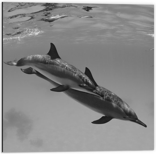 WallClassics - Dibond - Dolfijnen onder Water Zwart / Wit - 50x50 cm Foto op Aluminium (Wanddecoratie van metaal)