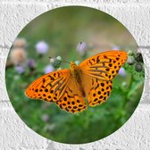 WallClassics - Muursticker Cirkel - Fel Oranje Vlinder - 20x20 cm Foto op Muursticker