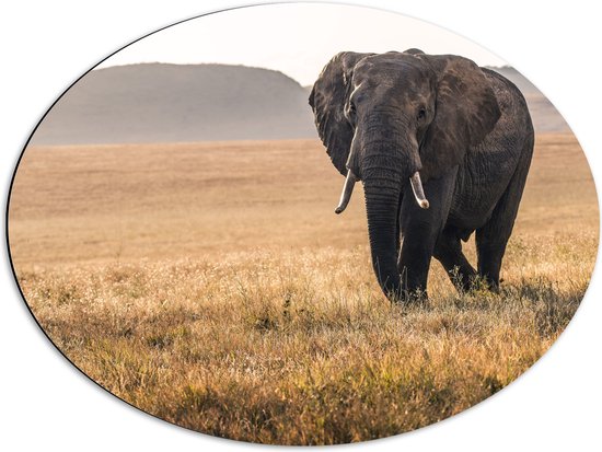 WallClassics - Dibond Ovaal - Afrikaanse Olifant Lopend door het Gras - 68x51 cm Foto op Ovaal (Met Ophangsysteem)
