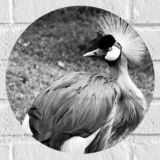 WallClassics - Muursticker Cirkel - Grijze Kroonkraanvogel Zwart / Wit - 30x30 cm Foto op Muursticker