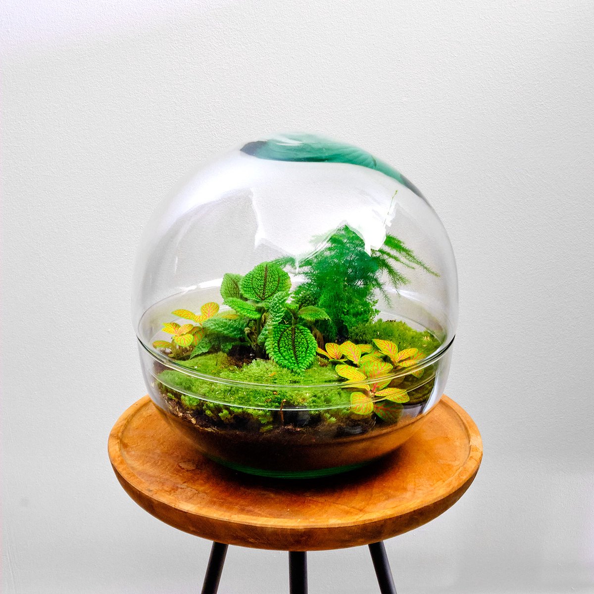 Mini-ecosysteem - Planten terrarium  Koepel Dome -  30 cm – Ø 30 cm - Plant in glazen bol