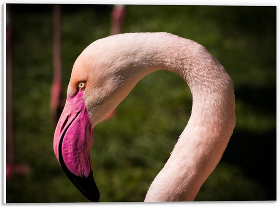 WallClassics - PVC Schuimplaat - Hoofd van een Flamingo van Dichtbij - 40x30 cm Foto op PVC Schuimplaat (Met Ophangsysteem)